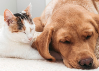 9 Best Pet Insurance Companies In 2022