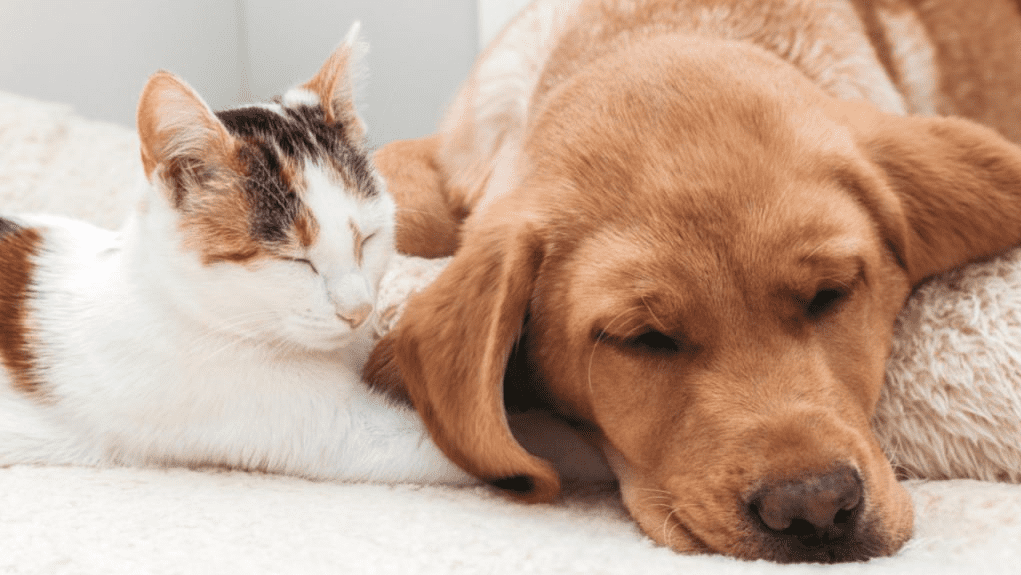 9 Best Pet Insurance Companies In 2022