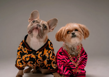 Luxury Dog Accessories